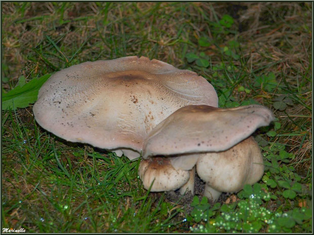 Agaric des Jachères en forêt sur le Bassin d'Arcachon