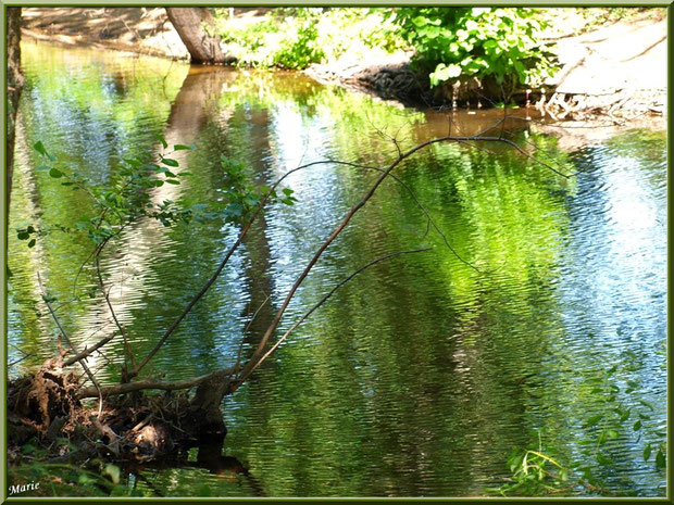 Reflets sur le Canal des Landes au Parc de la Chêneraie à Gujan-Mestras (Bassin d'Arcachon)