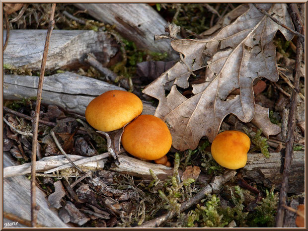 Jeunes Gymnopiles Remarquables ou Pholiotes Remarquables en forêt sur le Bassin d'Arcachon