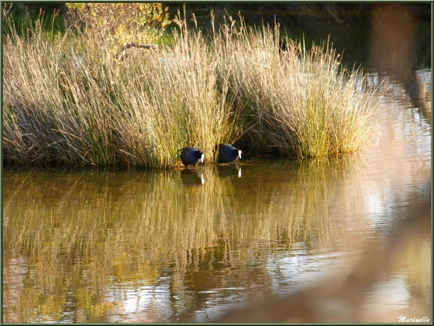 Couple de foulques au pied d'une touffe d'herbacées dans un réservoir, Sentier du Littoral, secteur Port du Teich en longeant La Leyre, Le Teich, Bassin d'Arcachon (33)