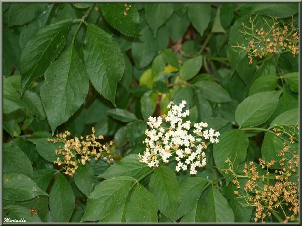 Sureau en fleurs dans le jardin de l'abbaye de Silvacane, Vallée de la Basse Durance (13)