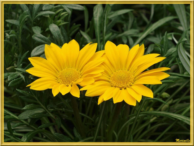 Gerberas jaunes au jardin