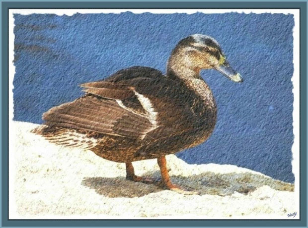 Canard Colvert au bord du bassin au Parc de la Chêneraie à Gujan-Mestras (Bassin d'Arcachon)