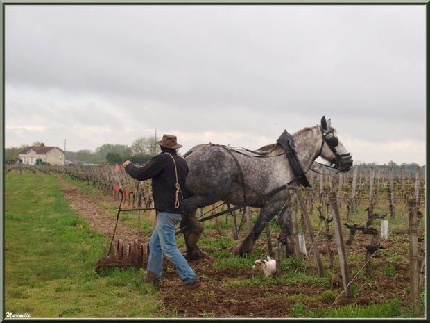 "Cheval des Vignes"au labour dans un vignoble à St Sulpice de Faleyrens (33) en avril 2012 