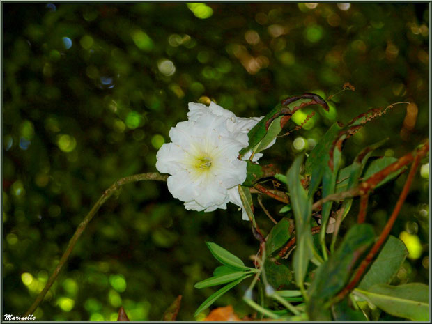 Le sentier de la Vallée du Bas : fleurs de Rhododendron blanc 'Cunningham's White' - Les Jardins du Kerdalo à Trédarzec, Côtes d'Armor (22) 