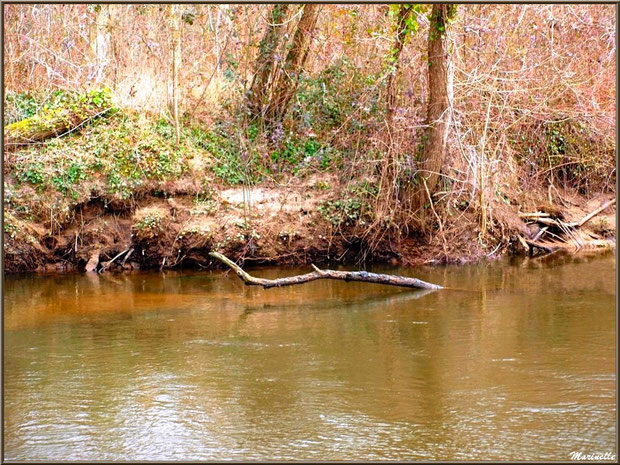 La Leyre et ses reflets en hiver, Sentier du Littoral  au lieu-dit Lamothe, Le Teich, Bassin d'Arcachon (33) 