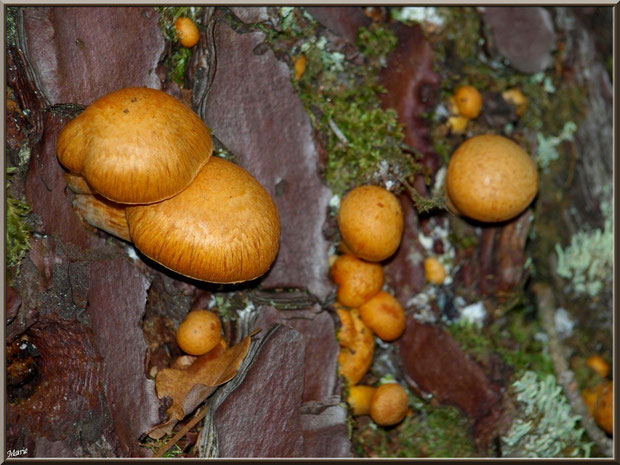 Gymnopiles Remarquables ou Pholiotes Remarquables en forêt sur le Bassin d'Arcachon
