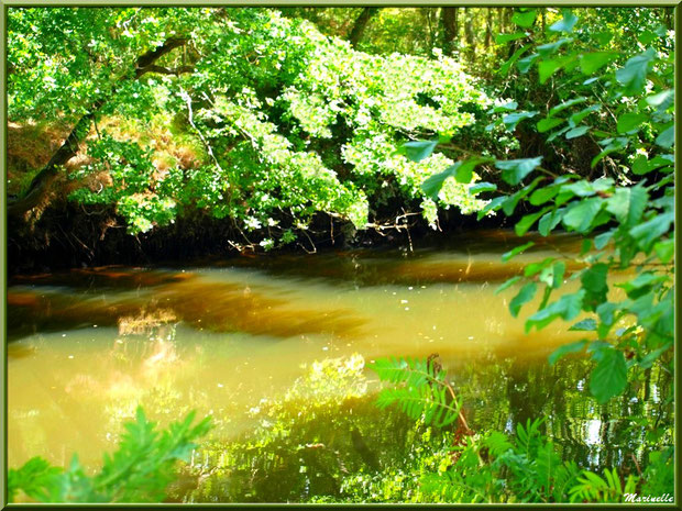 Végétation luxuriante et reflets en bordure de La Leyre, Sentier du Littoral au lieu-dit Lamothe, Le Teich, Bassin d'Arcachon (33) 