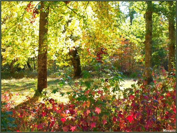 Sous-bois de Chênes et Liquidambars (ou Copalmes d'Amérique) en période automnale, forêt sur le Bassin d'Arcachon (33) 