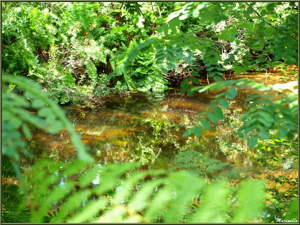 Reflets et verdoyance sur le Canal des Landes au Parc de la Chêneraie à Gujan-Mestras (Bassin d'Arcachon)