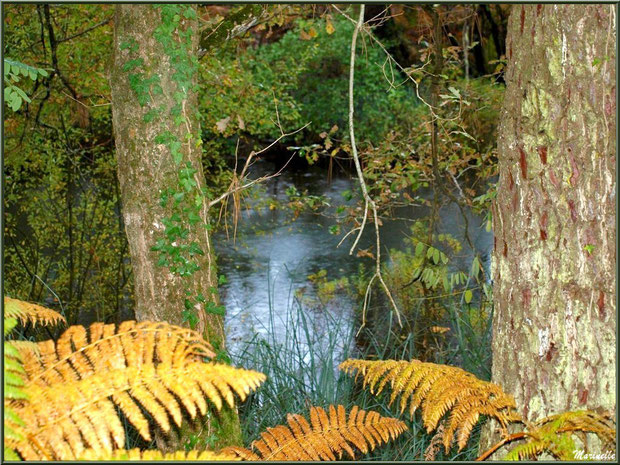 Végétation automnale en bordure du Canal des Landes au Parc de la Chêneraie à Gujan-Mestras (Bassin d'Arcachon)