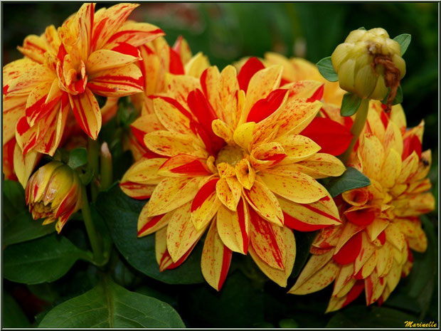 Dahlias orangés striés de rouge, au jardin