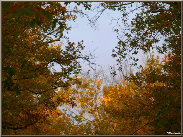 Symphonie automnale de chênes, forêt sur le Bassin d'Arcachon (33) 