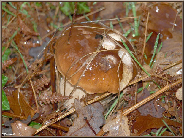 Le roi de l'automne : le Cèpe ou Bolet (en forêt, Bassin d'Arcachon)