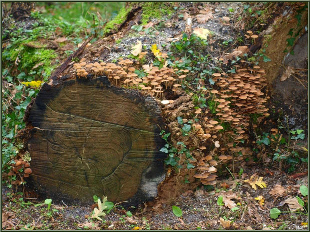 Collybies en colonie sur un tronc coupé en forêt sur le Bassin d'Arcachon