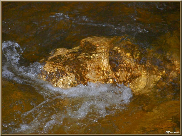 Telle une pépite d'or au creux de La Leyre, Sentier du Littotal au lieu-dit Lamothe, Le Teich, Bassin d'Arcachon (33)