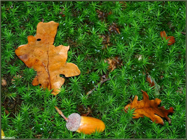 Feuilles de chêne et gland sur tapis moussu automnal, forêt sur le Bassin d'Arcachon (33)