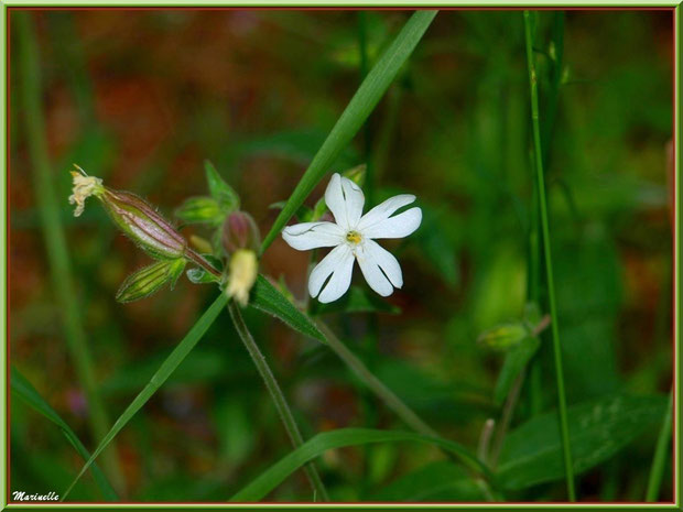 Compagnon Blanc ou Silene Latifolia ou Silene Alba ou Silène à Feuilles Larges, flore Bassin d'Arcachon (33)