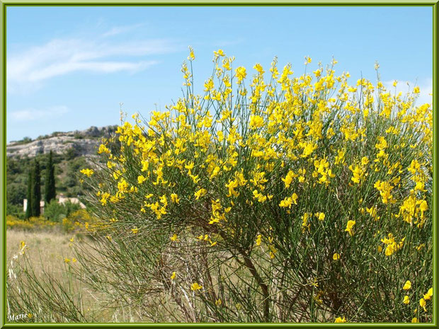 Genêts en fleurs dans la campagne autour du village d'Eygalières dans les Alpilles, Bouches du Rhône