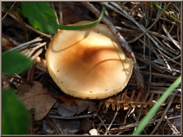 Champignon marron-orangé en forêt sur le Bassin d'Arcachon