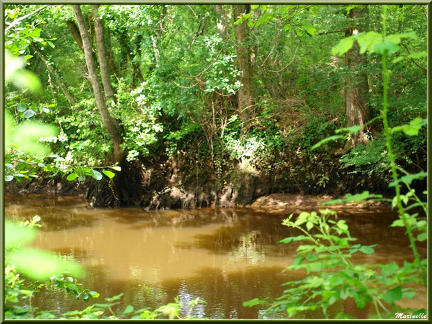 Végétation luxuriante et reflets en bordure de La Leyre, Sentier du Littoral au lieu-dit Lamothe, Le Teich, Bassin d'Arcachon (33)