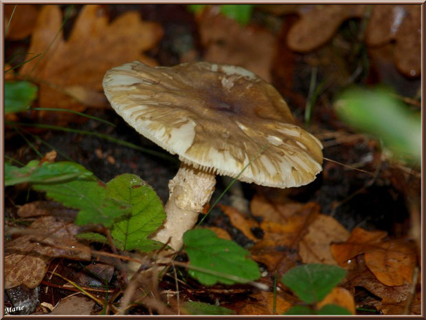 Amanite, en fin de vie, en forêt sur le Bassin d'Arcachon
