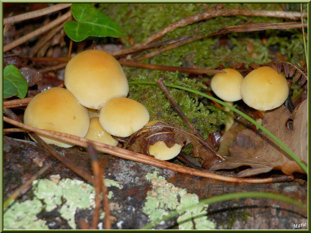 Hypholomes en Touffe entre feuilles de chênes, mousse, lierre et aiguilles de pin en forêt sur le Bassin d'Arcachon