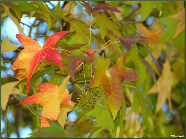 Couleurs automnales en forêt sur le Bassin d'Arcachon (33)