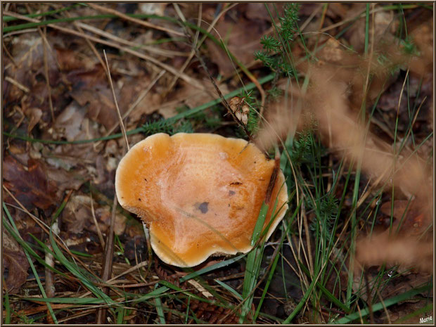 Lactaire Sanguin en forêt sur le Bassin d'Arcachon
