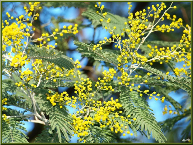 Mimosa en éclosion au Parc de la Chêneraie à Gujan-Mestras (Bassin d'Arcachon)