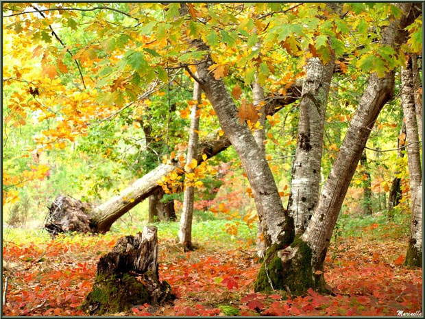 Chênes et sous-bois en période automnale, forêt sur le Bassin d'Arcachon (33) 