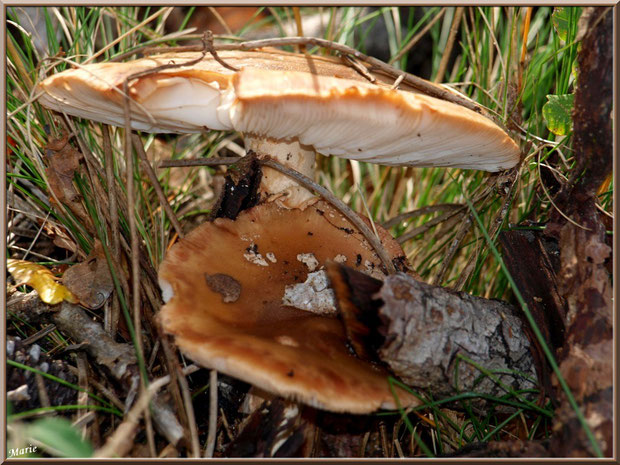 Amanites Fauve en duo en forêt sur le Bassin d'Arcachon