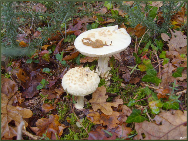 Amanite Citrine et son bébé en forêt sur le Bassin d'Arcachon