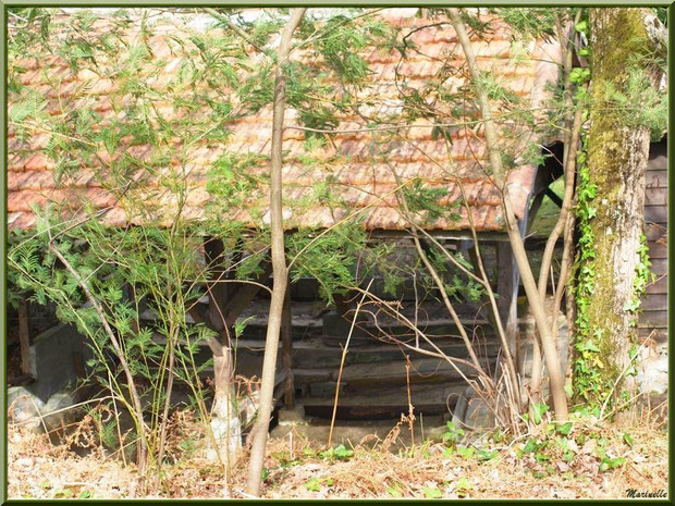 Ancien lavoir derrière les mimosas au Parc de la Chêneraie, en automne, Gujan-Mestras (Bassin d'Arcachon)