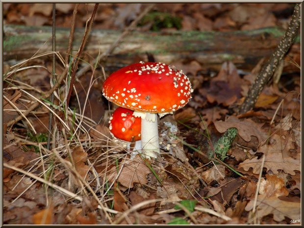 Amanites Tue-mouches, maman et bébé, en forêt sur le Bassin d'Arcachon