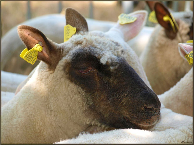 Portrait d'un mouton du troupeau à la Fête de la Nature 2013 au Parc de la Chêneraie à Gujan-Mestras (Bassin d'Arcachon)