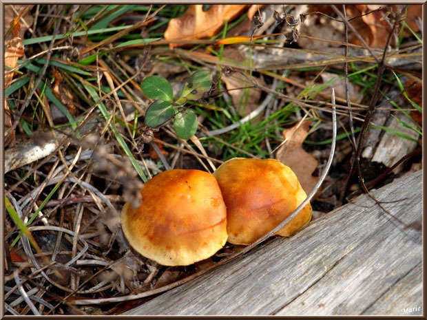 Gymnopiles Remarquables ou Pholiotes Remarquables en forêt sur le Bassin d'Arcachon
