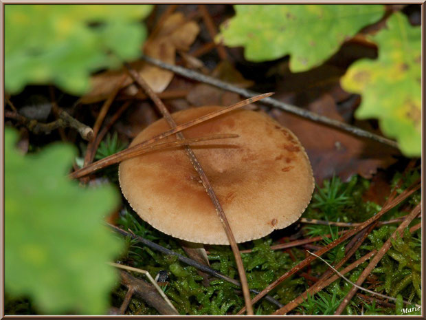 Lactaire à Lait Abondant en forêt sur le Bassin d'Arcachon
