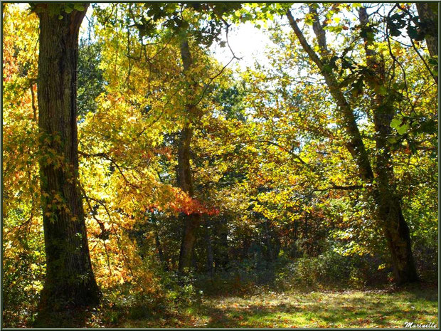 Sous-bois de Chênes et Liquidambars (ou Copalmes d'Amérique) en période automnale, forêt sur le Bassin d'Arcachon (33) 