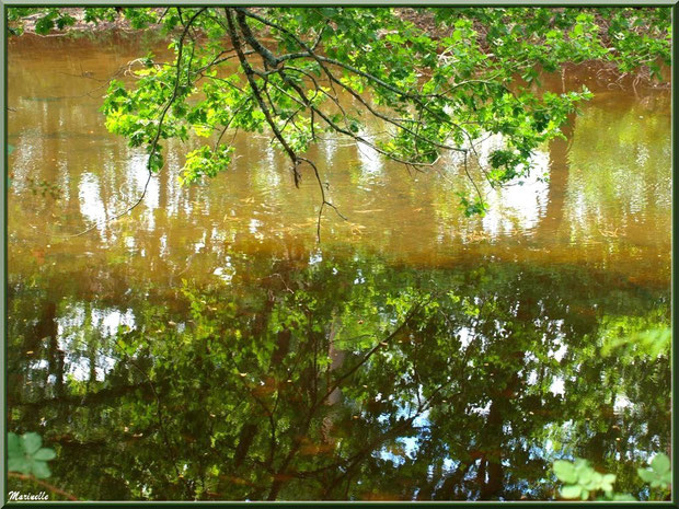 Reflets et verdoyance sur le Canal des Landes au Parc de la Chêneraie à Gujan-Mestras (Bassin d'Arcachon)