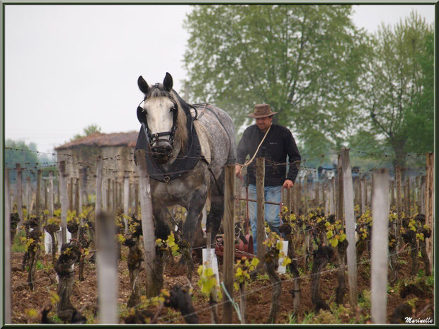 "Cheval des Vignes"au labour dans un vignoble à St Sulpice de Faleyrens (33) en avril 2012 