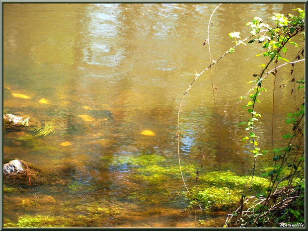 Roncier, pierres, mousses, algues et reflets en en bordure de La Leyre, Sentier du Littotal au lieu-dit Lamothe, Le Teich, Bassin d'Arcachon (33)