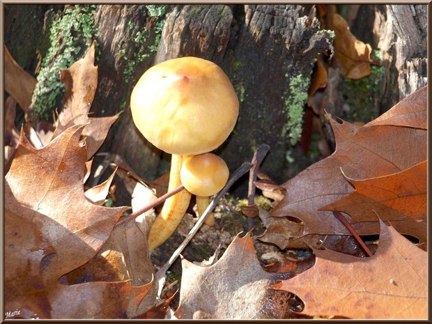 Hypholomes en Touffe, maman et son bébé au soleil, en forêt sur le Bassin d'Arcachon