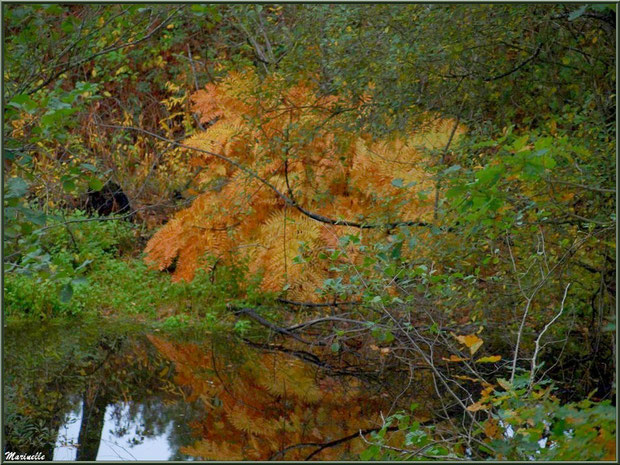 Végétation automnale et reflets en bordure du Canal des Landes au Parc de la Chêneraie à Gujan-Mestras (Bassin d'Arcachon)