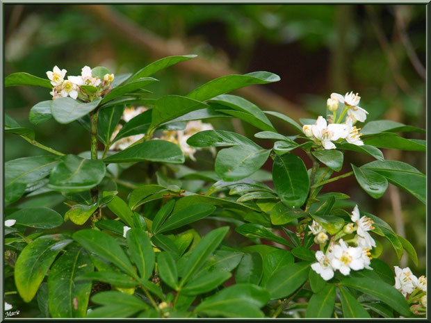 Arbuste en fleurs au Parc de la Chêneraie à Gujan-Mestras (Bassin d'Arcachon)