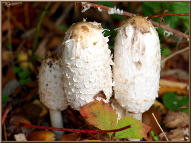 Cropins Chevelus en famille en forêt sur le Bassin d'Arcachon
