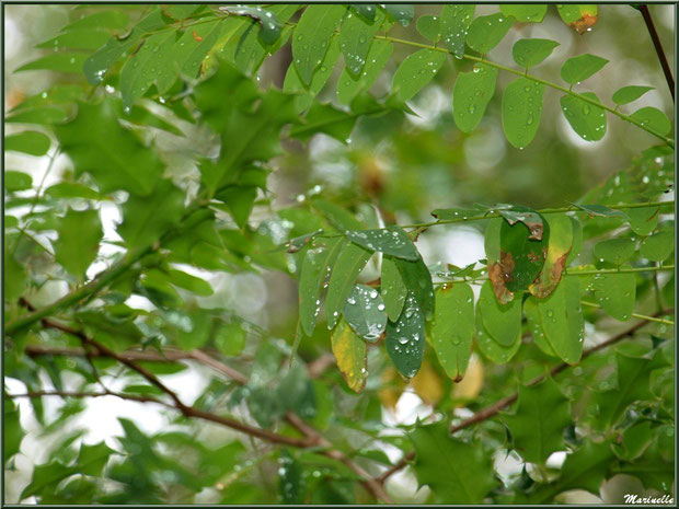 Acacia et houx après ondée, forêt sur le Bassin d'Arcachon (33)