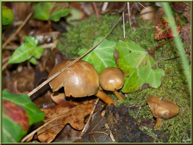 Hypholomes en Touffe vieillissants en forêt sur le Bassin d'Arcachon