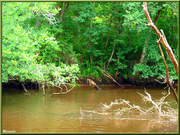 Végétation luxuriante, bois et reflets en bordure de La Leyre, Sentier du Littoral au lieu-dit Lamothe, Le Teich, Bassin d'Arcachon (33)