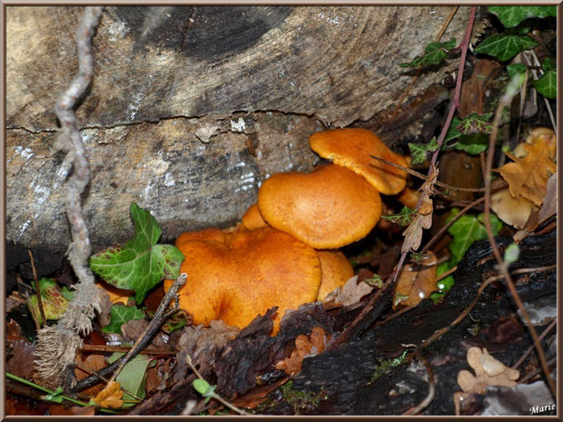Gymnopiles Remarquables ou Pholiotes Remarquables en forêt sur le Bassin d'Arcachon